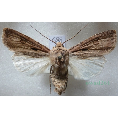 Agrotis exclamationis (Linnaeus, 1758) Rolnica czopówka Czech68j